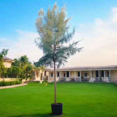 Casuarina Equisetifolia - Australian Pine Tree